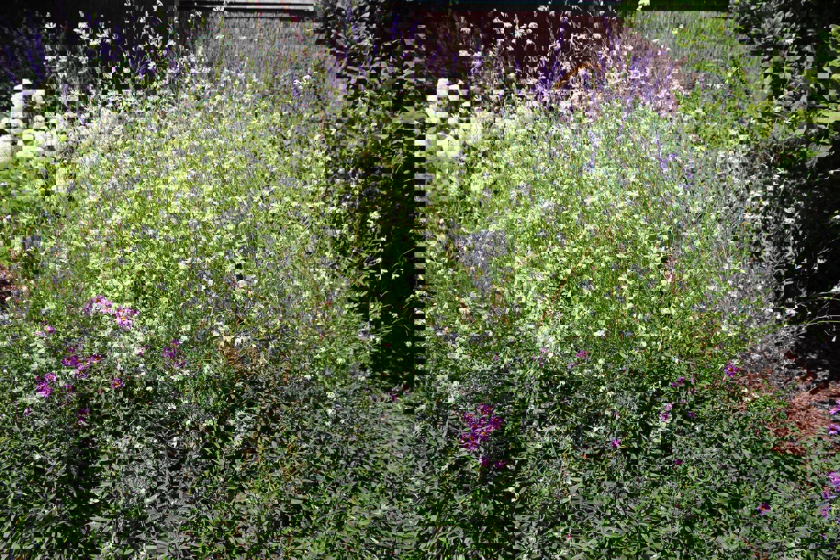 Gaura So White (4).jpg